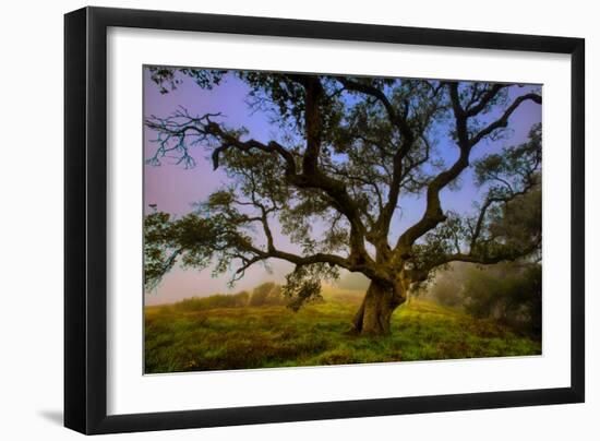 Dark Oak, Petaluma Hills, Northern California, Bay Area Trees-Vincent James-Framed Photographic Print