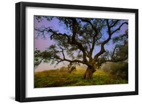 Dark Oak, Petaluma Hills, Northern California, Bay Area Trees-Vincent James-Framed Photographic Print