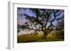 Dark Oak, Petaluma Hills, Northern California, Bay Area Trees-Vincent James-Framed Photographic Print