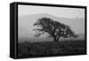 Dark Oak Silhouette, Petaluma California-null-Framed Stretched Canvas