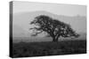 Dark Oak Silhouette, Petaluma California-null-Stretched Canvas