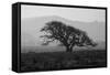 Dark Oak Silhouette, Petaluma California-null-Framed Stretched Canvas