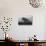 Dark Oak Silhouette, Petaluma California-null-Stretched Canvas displayed on a wall