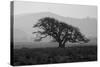 Dark Oak Silhouette, Petaluma California-null-Stretched Canvas