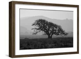 Dark Oak Silhouette, Petaluma California-null-Framed Photographic Print