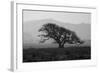 Dark Oak Silhouette, Petaluma California-null-Framed Photographic Print