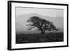 Dark Oak Silhouette, Petaluma California-null-Framed Photographic Print
