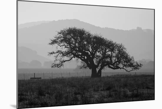 Dark Oak Silhouette, Petaluma California-null-Mounted Photographic Print