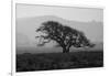 Dark Oak Silhouette, Petaluma California-null-Framed Photographic Print