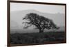 Dark Oak Silhouette, Petaluma California-null-Framed Photographic Print