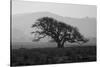 Dark Oak Silhouette, Petaluma California-null-Stretched Canvas