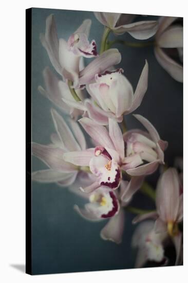 Dark Orchid I-Elizabeth Urquhart-Stretched Canvas