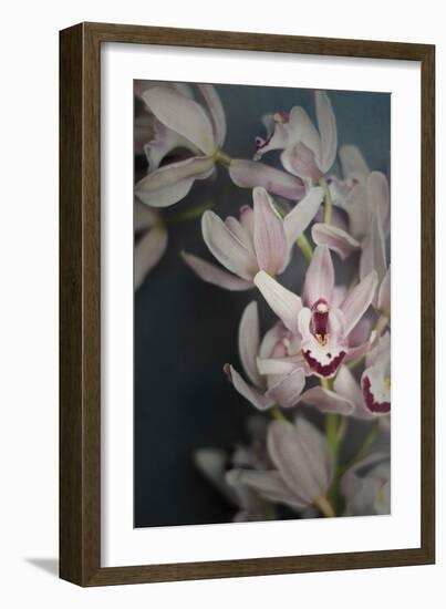 Dark Orchid II-Elizabeth Urquhart-Framed Art Print