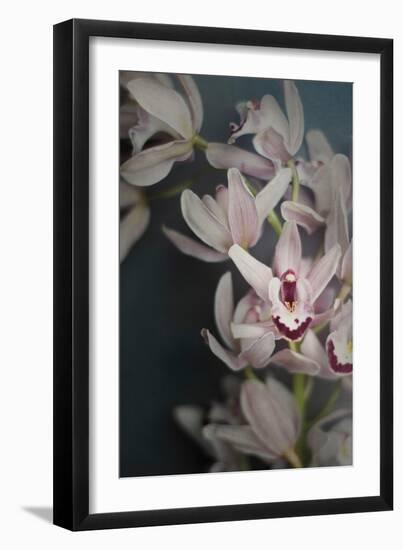 Dark Orchid II-Elizabeth Urquhart-Framed Art Print