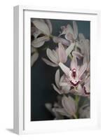 Dark Orchid II-Elizabeth Urquhart-Framed Art Print