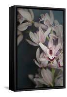 Dark Orchid II-Elizabeth Urquhart-Framed Stretched Canvas