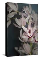 Dark Orchid II-Elizabeth Urquhart-Stretched Canvas