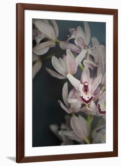 Dark Orchid II-Elizabeth Urquhart-Framed Art Print