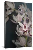 Dark Orchid II-Elizabeth Urquhart-Stretched Canvas