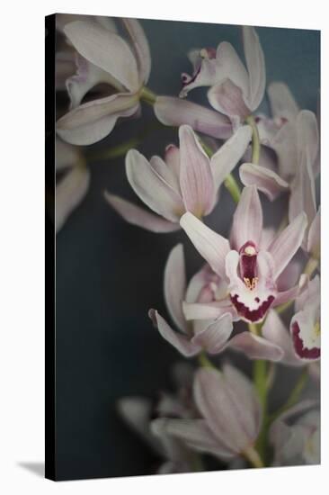 Dark Orchid II-Elizabeth Urquhart-Stretched Canvas