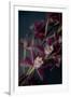 Dark Orchid III-Elizabeth Urquhart-Framed Art Print