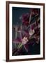 Dark Orchid III-Elizabeth Urquhart-Framed Art Print