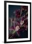 Dark Orchid III-Elizabeth Urquhart-Framed Art Print