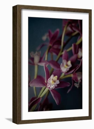 Dark Orchid III-Elizabeth Urquhart-Framed Art Print