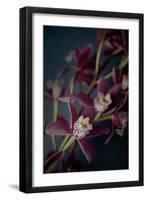 Dark Orchid III-Elizabeth Urquhart-Framed Art Print