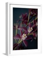 Dark Orchid III-Elizabeth Urquhart-Framed Art Print