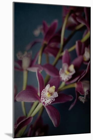 Dark Orchid III-Elizabeth Urquhart-Mounted Art Print