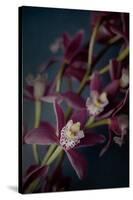 Dark Orchid III-Elizabeth Urquhart-Stretched Canvas