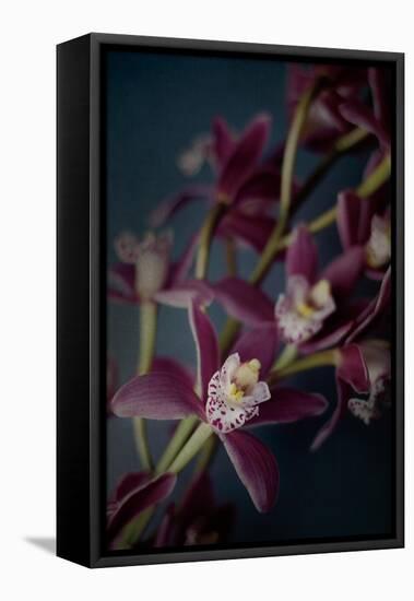 Dark Orchid III-Elizabeth Urquhart-Framed Stretched Canvas