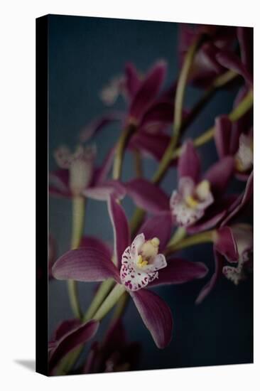 Dark Orchid III-Elizabeth Urquhart-Stretched Canvas