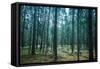 Dark Pine Tree Forest Landscape, Karelia, Russia-Eugene Sergeev-Framed Stretched Canvas