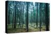 Dark Pine Tree Forest Landscape, Karelia, Russia-Eugene Sergeev-Stretched Canvas