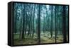 Dark Pine Tree Forest Landscape, Karelia, Russia-Eugene Sergeev-Framed Stretched Canvas