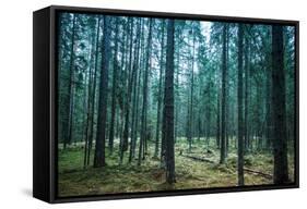 Dark Pine Tree Forest Landscape, Karelia, Russia-Eugene Sergeev-Framed Stretched Canvas