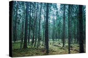 Dark Pine Tree Forest Landscape, Karelia, Russia-Eugene Sergeev-Stretched Canvas