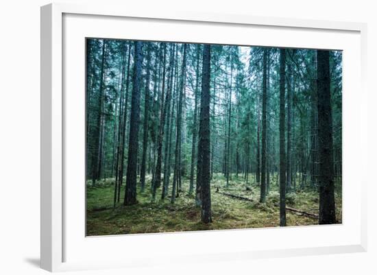 Dark Pine Tree Forest Landscape, Karelia, Russia-Eugene Sergeev-Framed Photographic Print