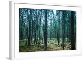 Dark Pine Tree Forest Landscape, Karelia, Russia-Eugene Sergeev-Framed Photographic Print