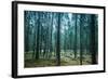 Dark Pine Tree Forest Landscape, Karelia, Russia-Eugene Sergeev-Framed Photographic Print