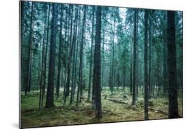 Dark Pine Tree Forest Landscape, Karelia, Russia-Eugene Sergeev-Mounted Photographic Print