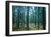 Dark Pine Tree Forest Landscape, Karelia, Russia-Eugene Sergeev-Framed Photographic Print