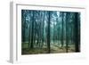 Dark Pine Tree Forest Landscape, Karelia, Russia-Eugene Sergeev-Framed Photographic Print