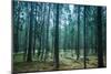 Dark Pine Tree Forest Landscape, Karelia, Russia-Eugene Sergeev-Mounted Photographic Print