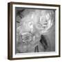 Dark Ranunculus I-Judy Stalus-Framed Photographic Print