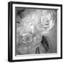 Dark Ranunculus I-Judy Stalus-Framed Photographic Print