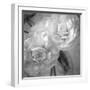 Dark Ranunculus I-Judy Stalus-Framed Photographic Print