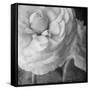 Dark Ranunculus II-Judy Stalus-Framed Stretched Canvas